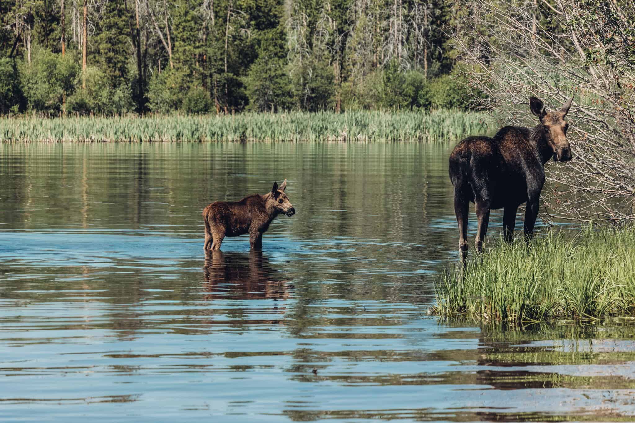 A moose calf stands in shallow water next to an adult moose near the grassy bank of a lake, with forested foliage in the background.