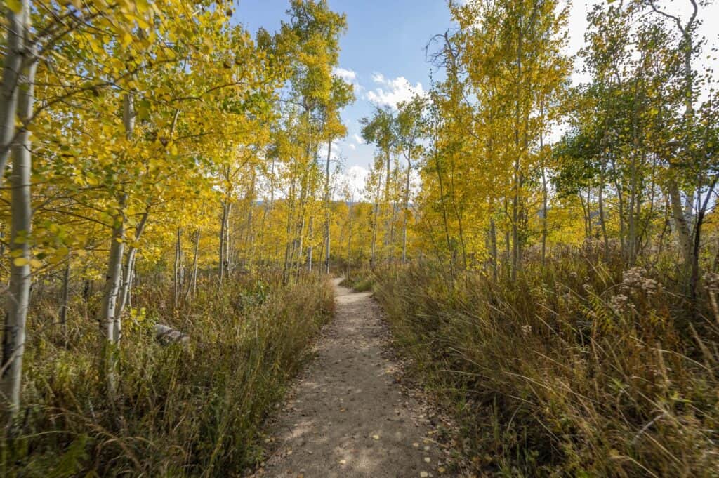 A dirt path near Rocky Mountain National Park winds through a forest with tall trees featuring bright yellow autumn foliage, under a clear blue sky.