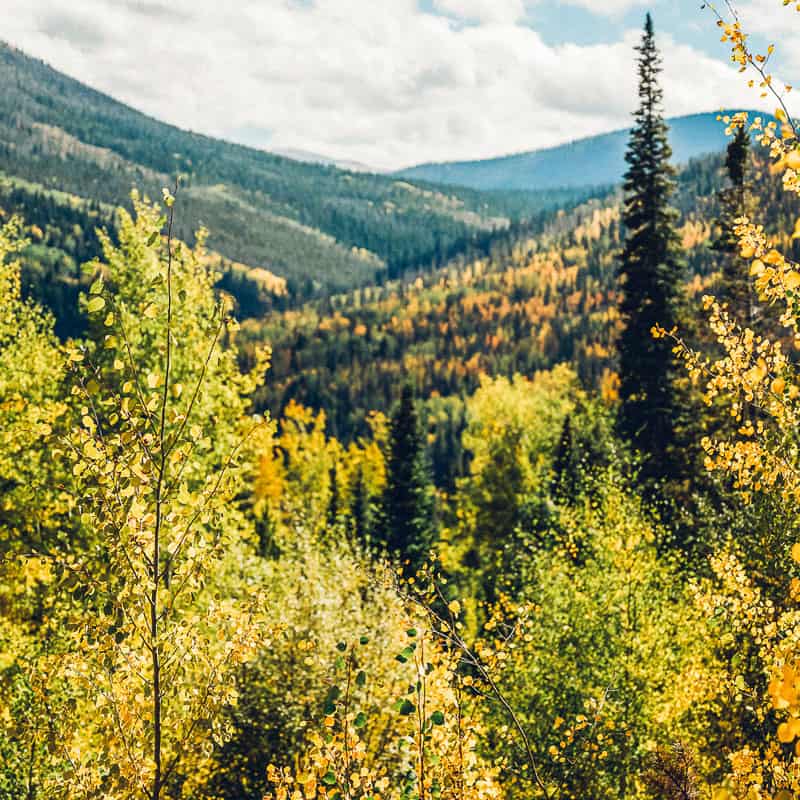 A forest with yellow trees and mountains in the background.