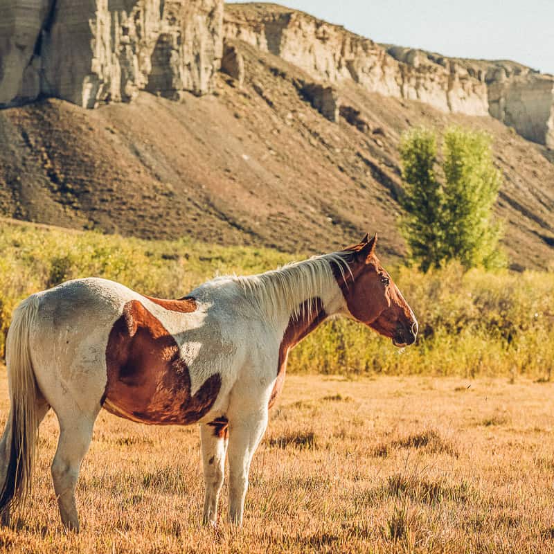 A brown and white horse standing in a field.