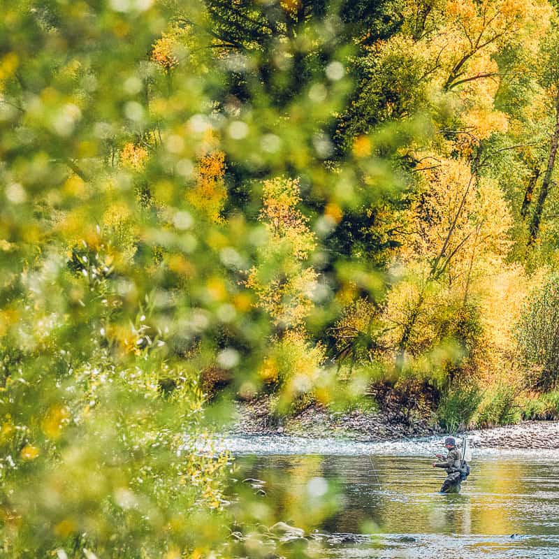 A fly fisherman is fishing in a river with trees in the background.