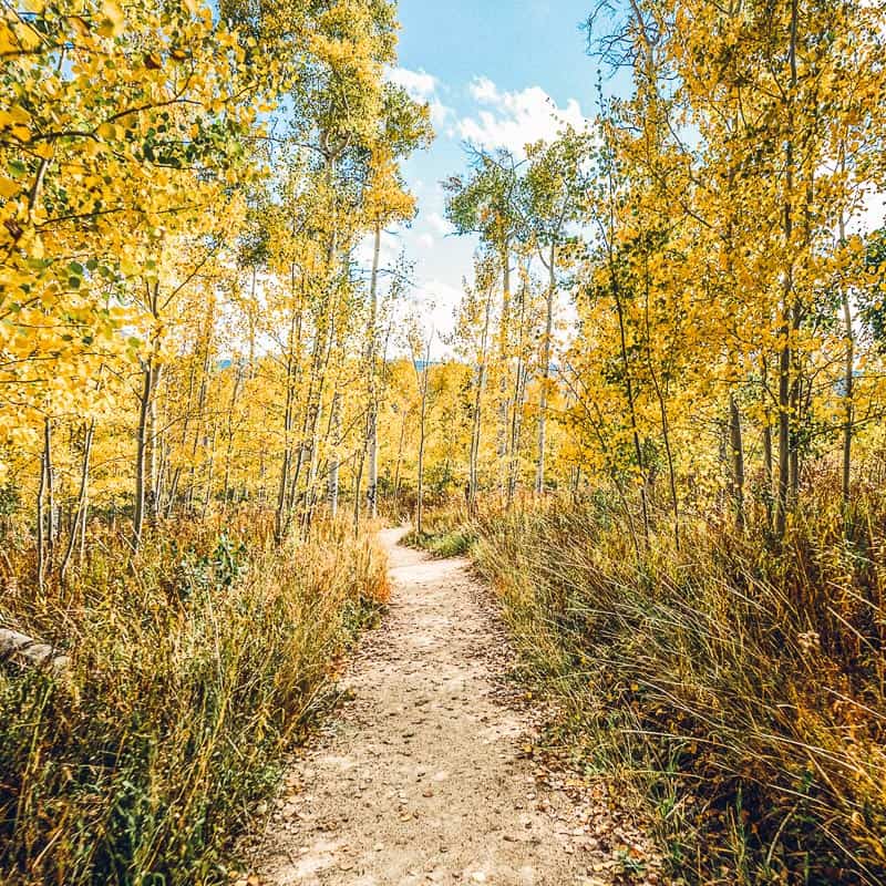 A trail through a forest full of yellow aspen trees.