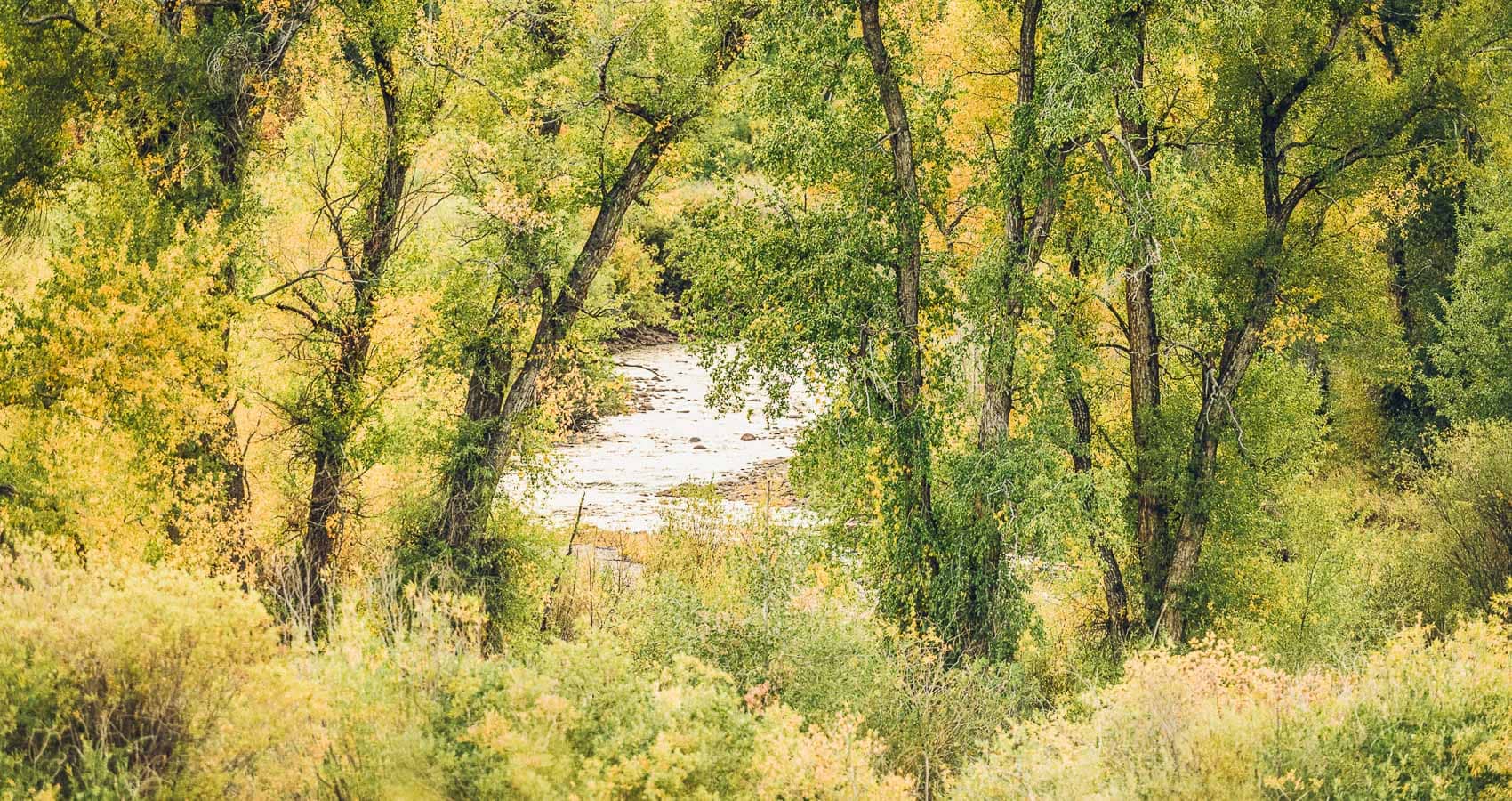 A view of a river with trees in the background.