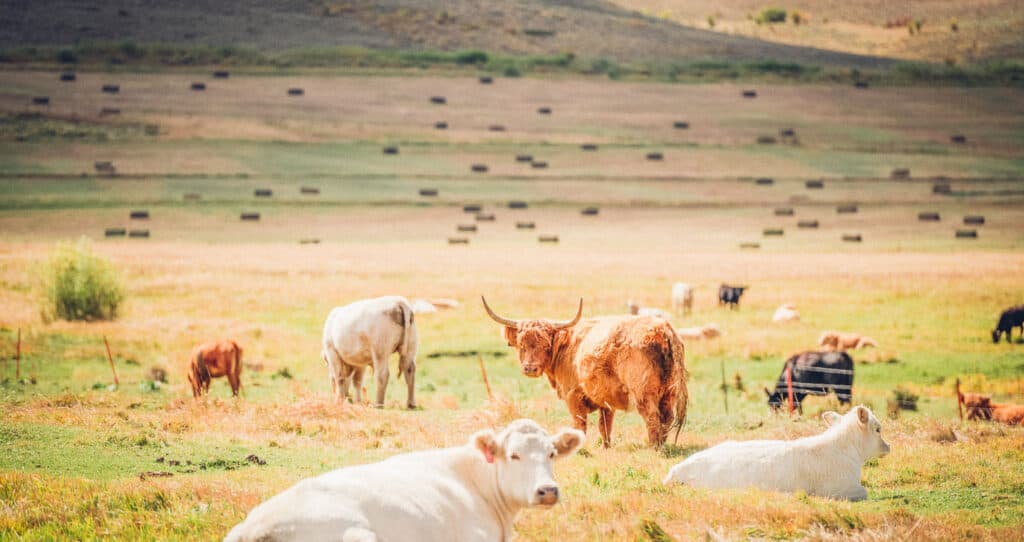 A group of cows grazing in a field.