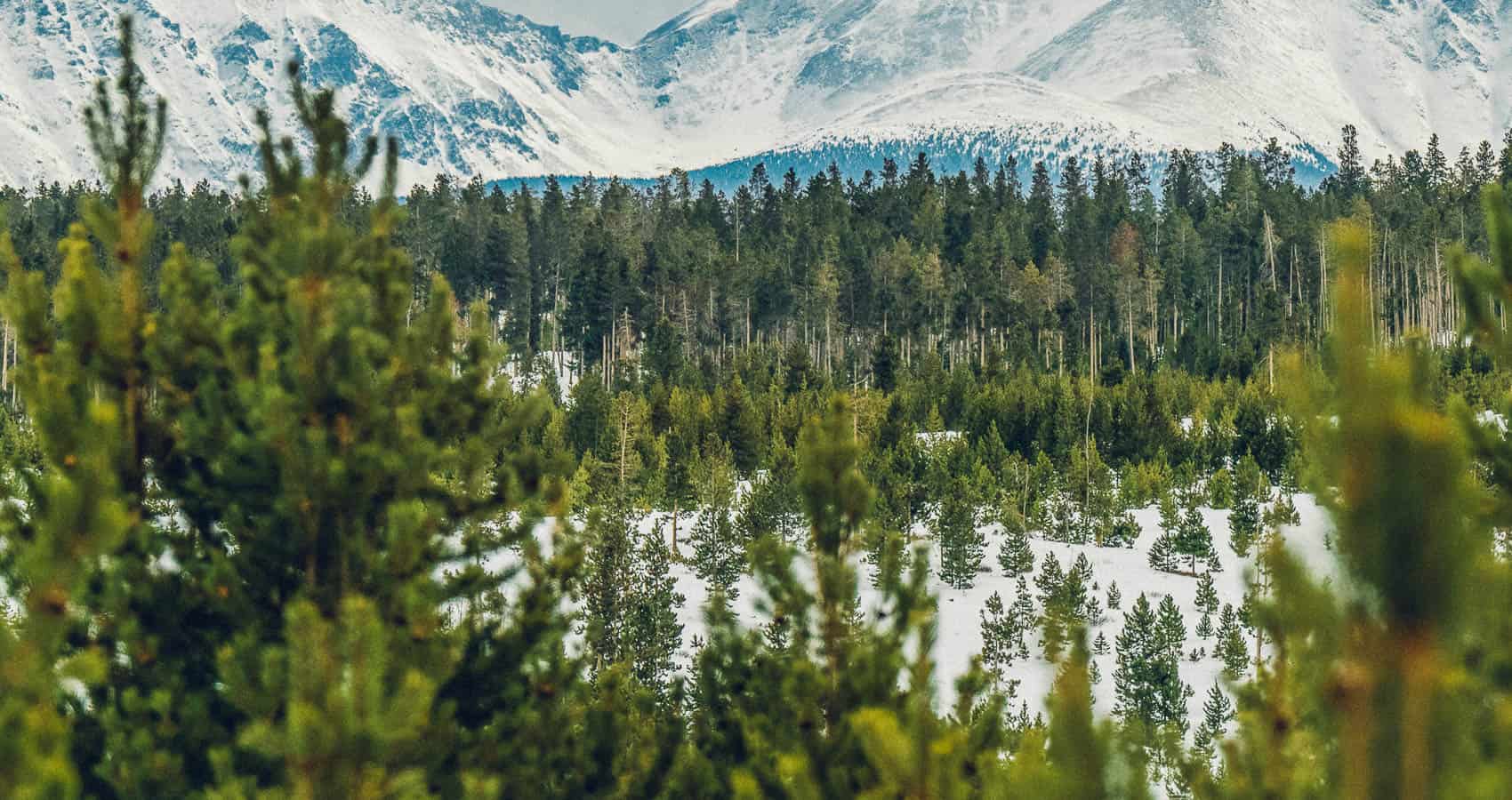 A snow covered mountain range with trees in the foreground.