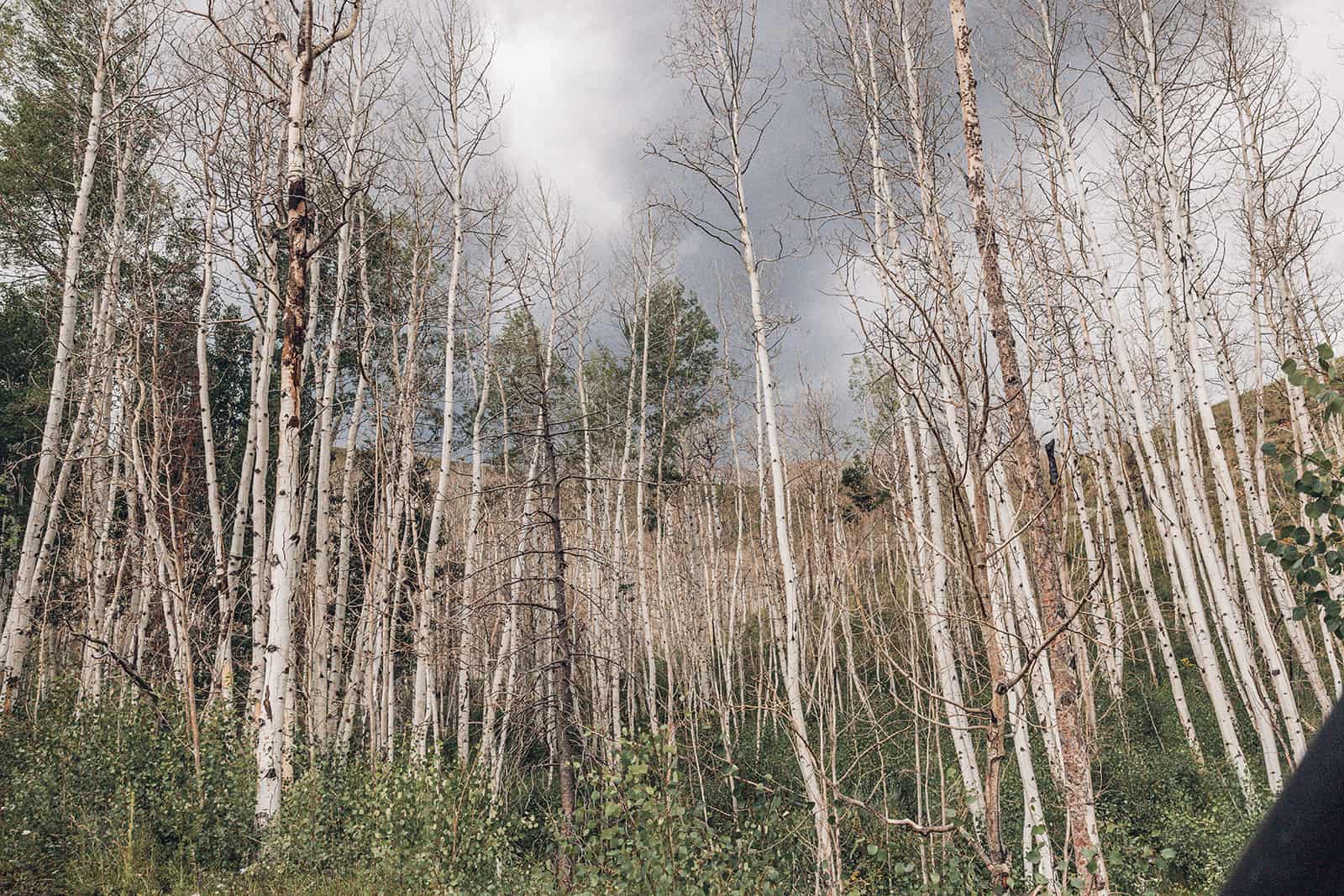 A man riding a bike through a forest.