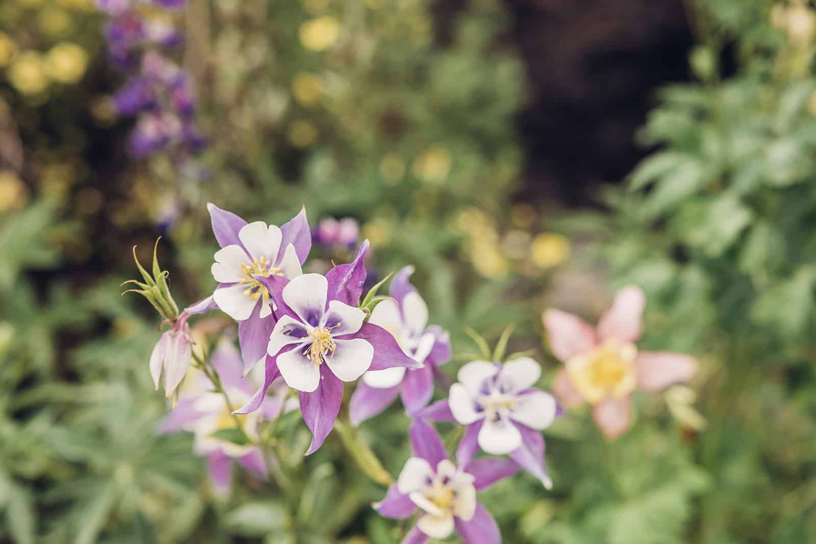 A group of purple and white flowers in a garden.