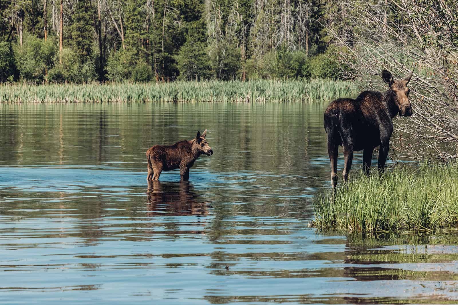 Two moose in the water.