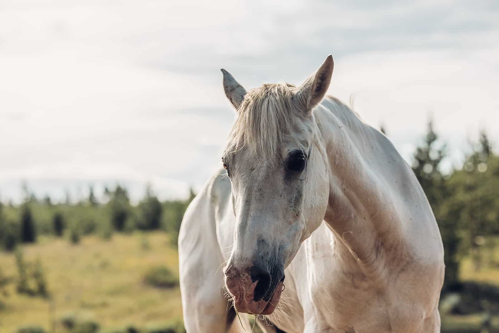 A white horse is standing in a field.