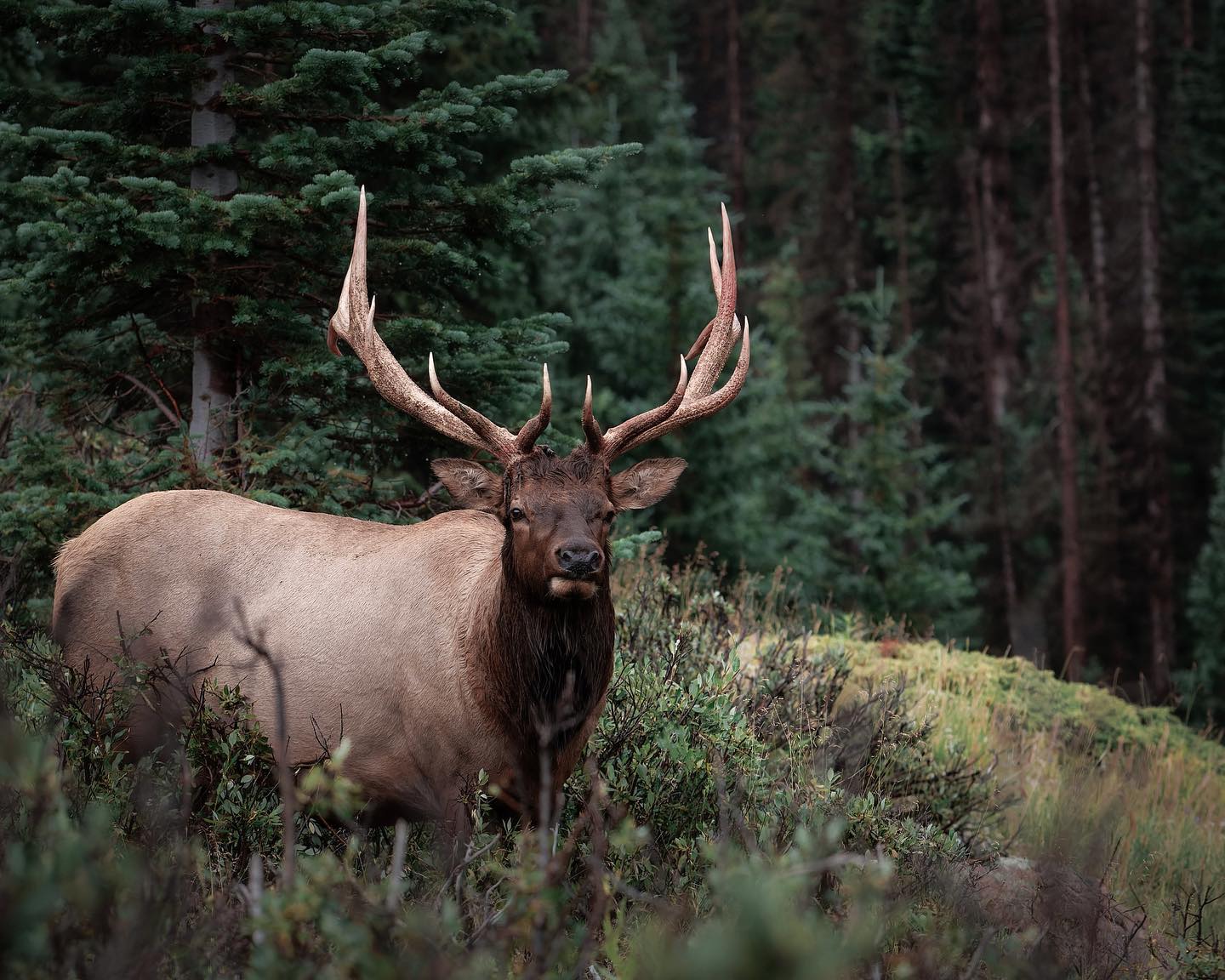 A large elk with large antlers standing in the woods.