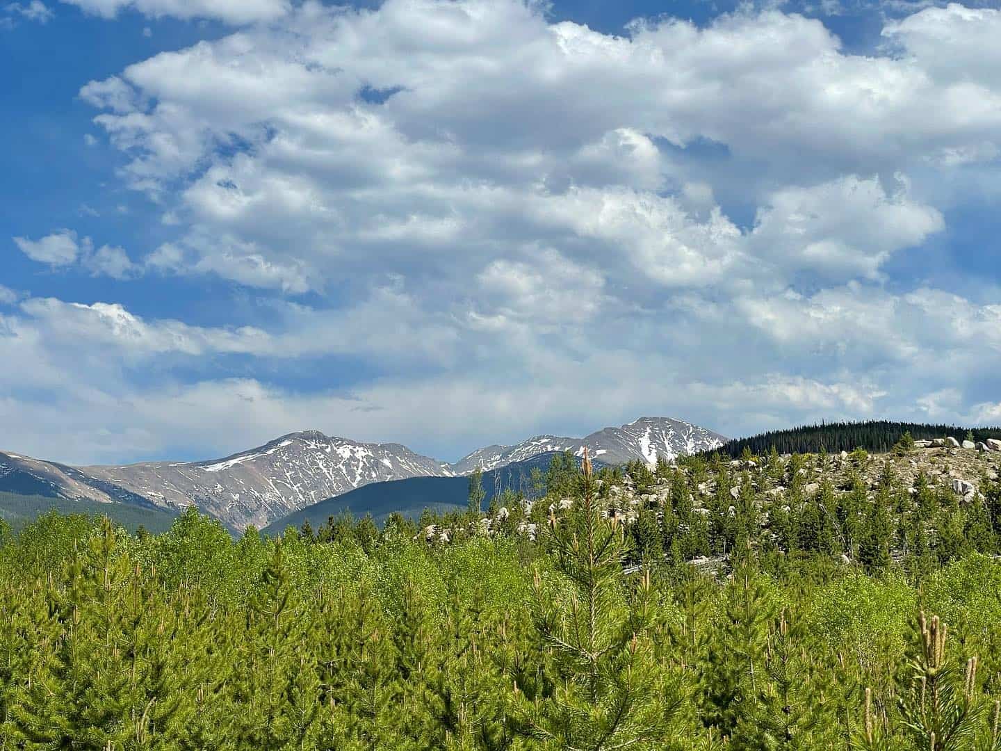 A mountain range with pine trees and a blue sky.