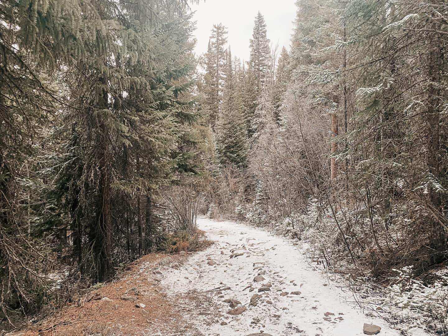 A snow covered trail in the woods.