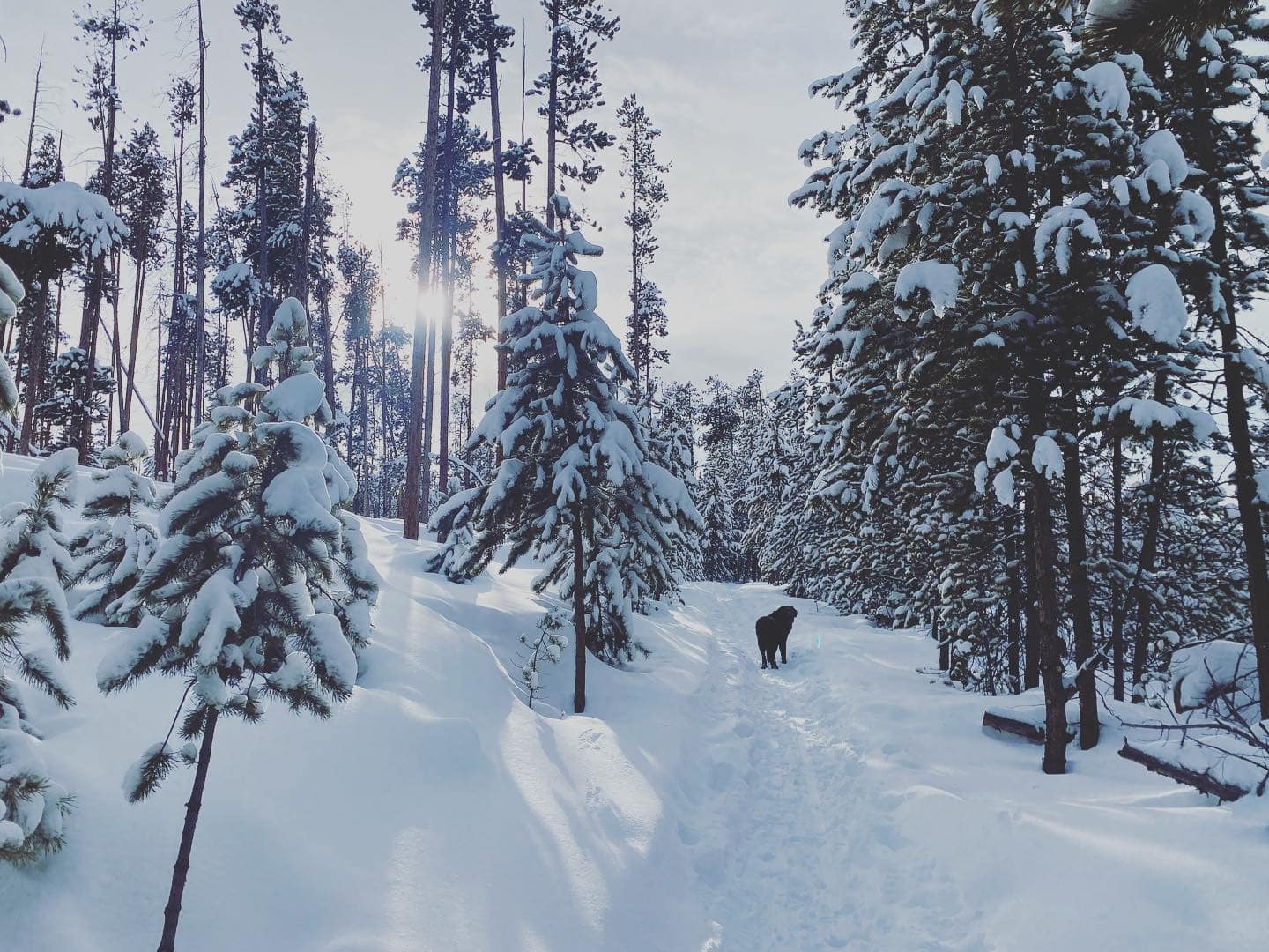 Dog Sled Races in Grand County, CO - Visit Grand County