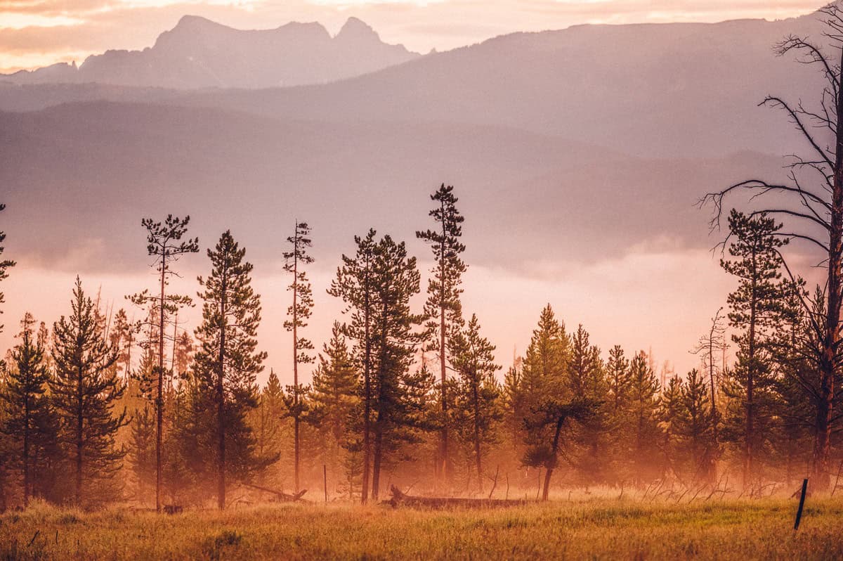 Trees are surrounded by mist in Fraser, Colorado, with mountains in the background