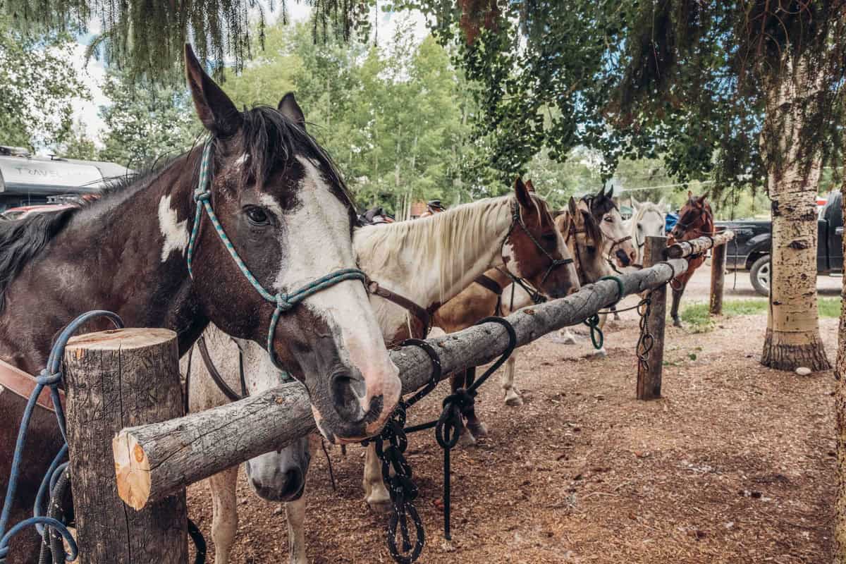 Horses lined up by Dean Public House in Hot Sulphur Springs