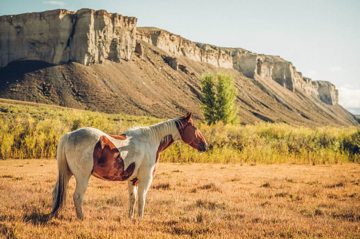 A horse stands in front of the cliffs of Kremmling with vegetation in the background