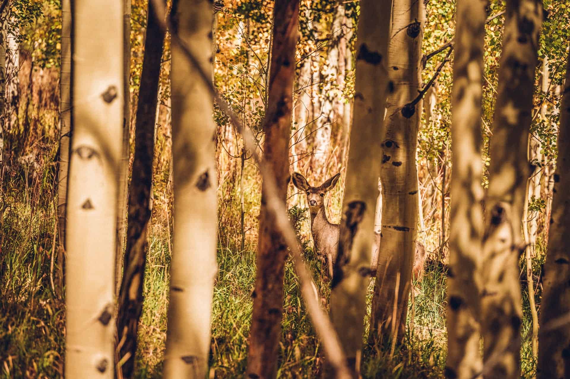 A deer stands partially hidden among tall trees in a forested area near Rabbit Ears Pass with sunlight filtering through the foliage.