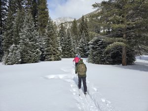 Two people snowshoeing on a snowy path through a forest, surrounded by snow-covered trees and distant mountains under a clear sky.